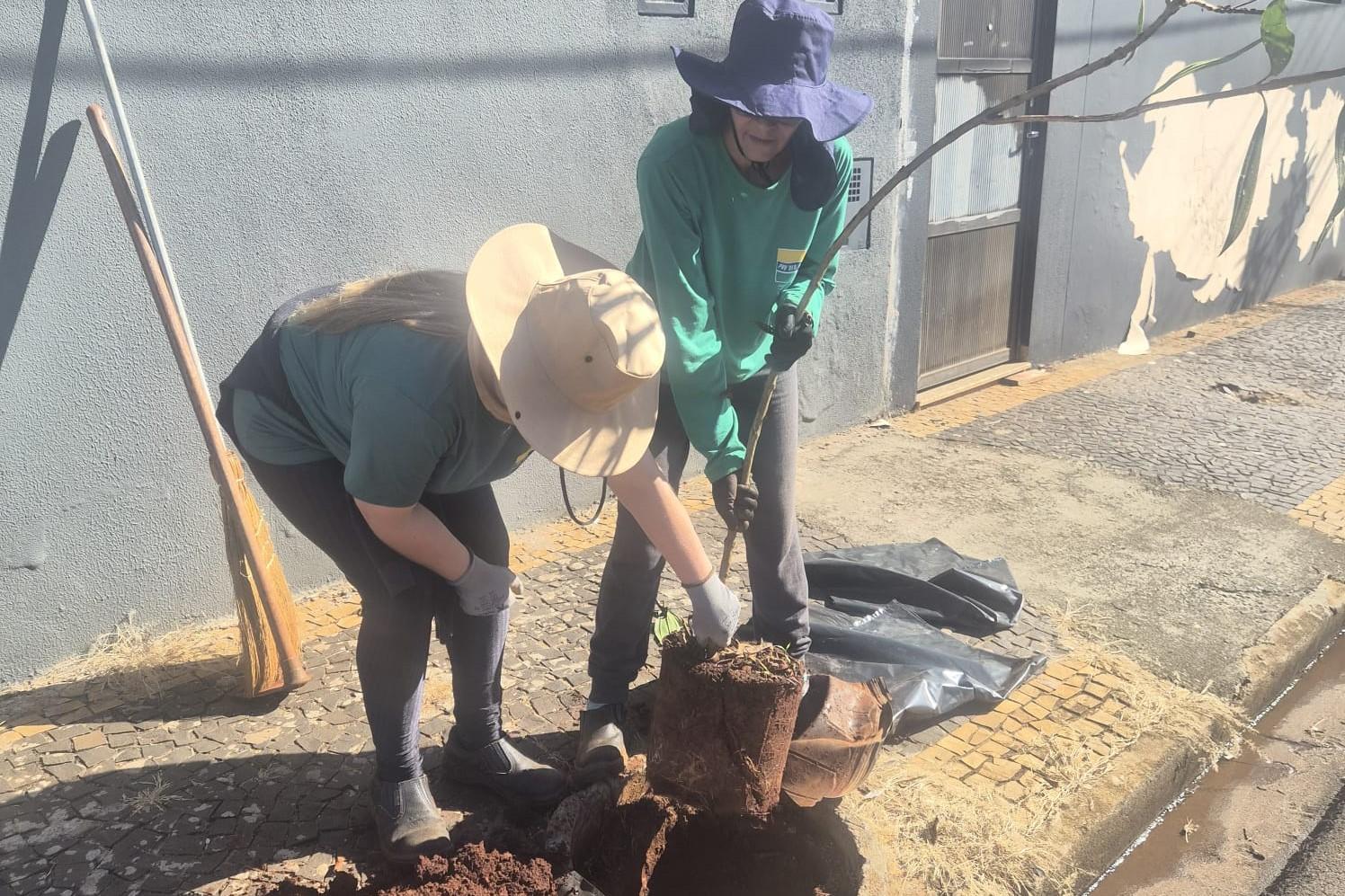 Programa Lençóis+Verde amplia arborização urbana em parceria com a população e foco em qualidade de vida