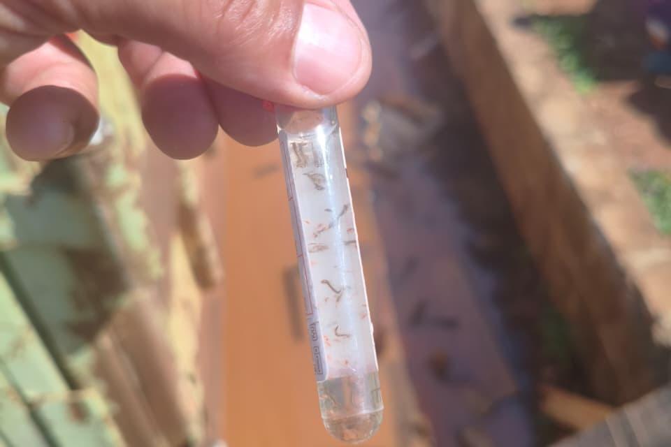 A Avaliação de Densidade Larvária é uma ferramenta utilizada para acompanhar a infestação do mosquito no município.