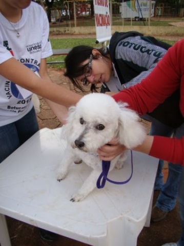 Cães e gatos devem ser vacinados anualmente contra a raiva