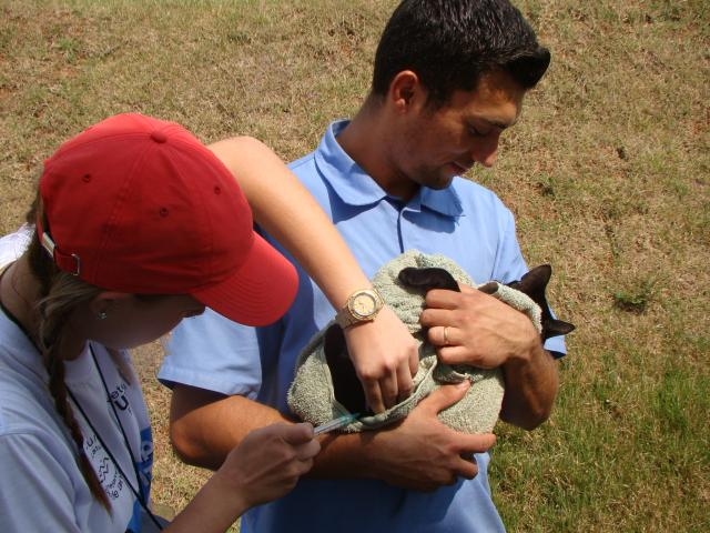 Gatos devem ir enrolados em toalhas ou gaiolas