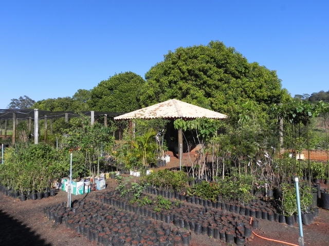 Viveiro tem capacidade para produção de 10 mil mudas ano