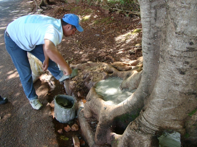 Buracos nos troncos e raízes foram fechados com concreto