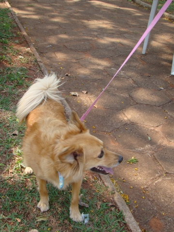 Cães e gatos devem ser vacinados contra a raiva animal