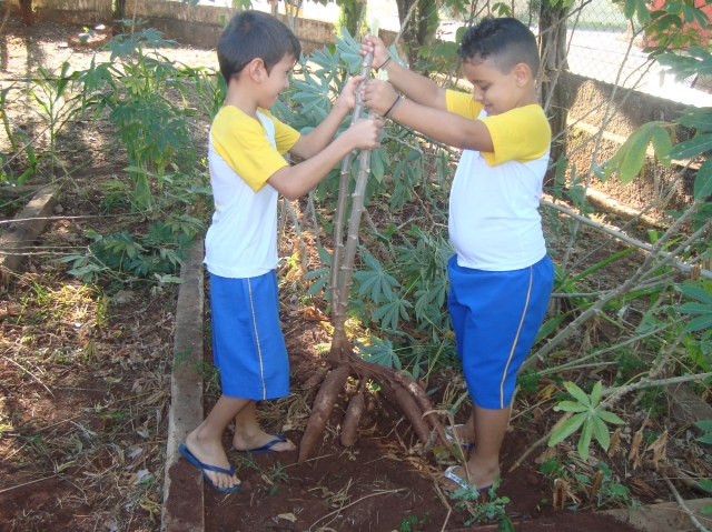Dentro das atividades do “Projeto Horta”, hoje foi dia de colher um alimento muito presente e importante na cultura indígena, a mandioca