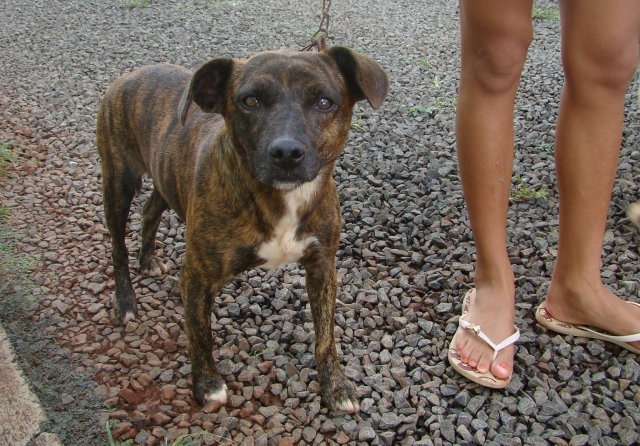 Quem mora na região do Maria Cristina pode levar o cão para participar