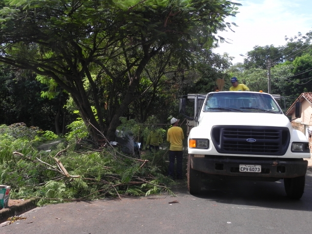 A primeira fase da limpeza foi a poda de árvores, que rendeu várias viagens de caminhão