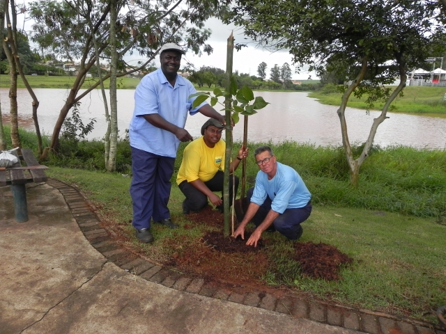 Foram plantadas 10 mudas de ipês nas proximidades do calçamento que margeia o Lago da Prata