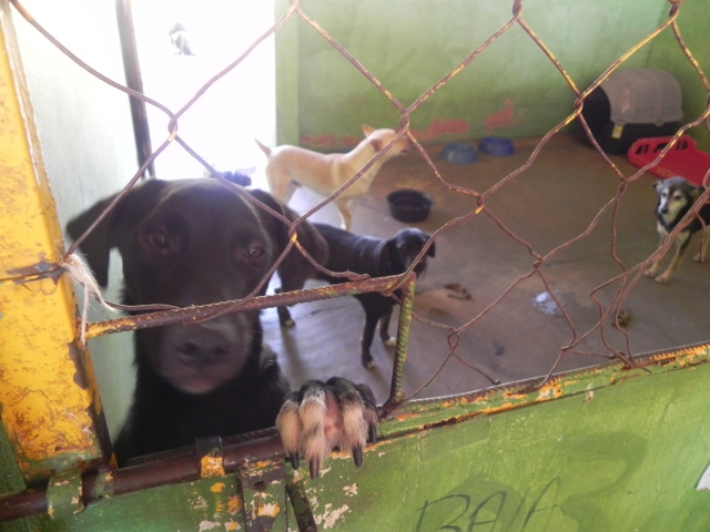 Dono deve se responsabilizar por seus animais e não abandoná-los na rua