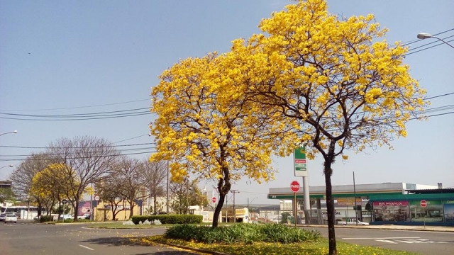 Semana com muito colorido