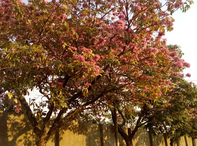 Guia de Arborização abrange informações relevantes como a importância das árvores para o meio urbano