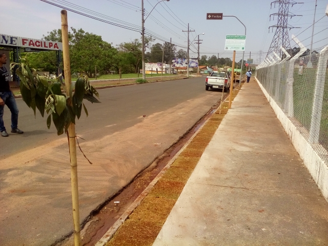 Projeto contém árvore dos dois lados da via e calçada ecológica com plantio de grama