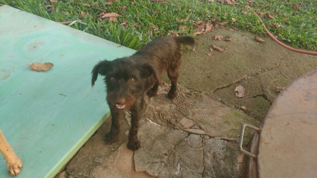 Canil Municipal tem diversos animais que foram abandonados nas ruas e que estão à disposição para adoção; Abandonar ou maltratar os animais é crime com multa de R$ 3 mil