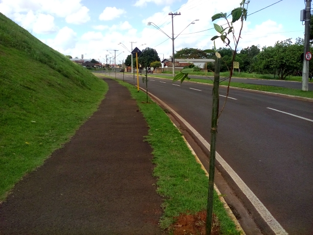 Padrão de calçada ecológica possibilita o plantio de novas mudas na região do Teatro e CMFP