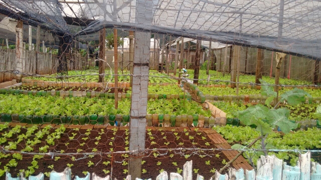 A produção sustentável de alimentos está diretamente ligada a melhorias na alimentação e, consequentemente, à saúde