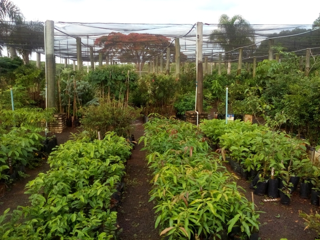 O Viveiro Municipal está localizado no final do Parque do Povo, na Avenida Marino de Santis, 820, Jardim Itamarati