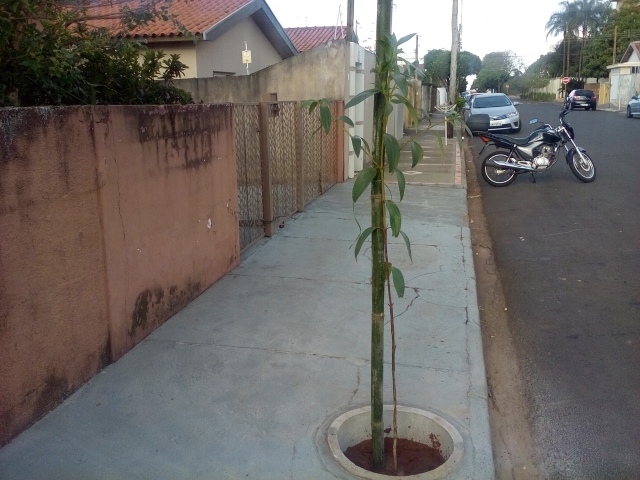 Ruas do Jardim Ubirama foram recentemente as escolhidas para receber o plantio