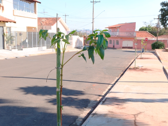 Os munícipes também podem plantar árvores defronte aos seus imóveis