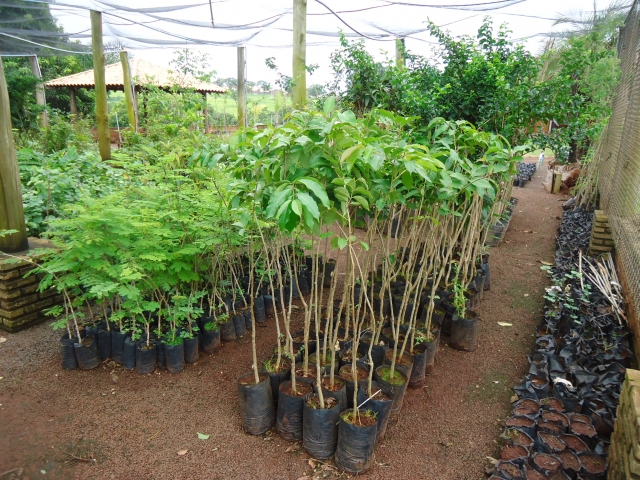 Mudas estão disponíveis para doação no Viveiro Municipal