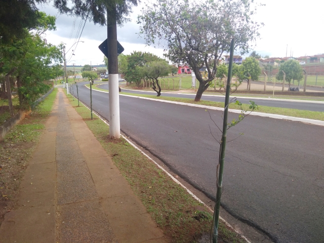 Árvores foram plantadas ao longo da Avenida Nações Unidas