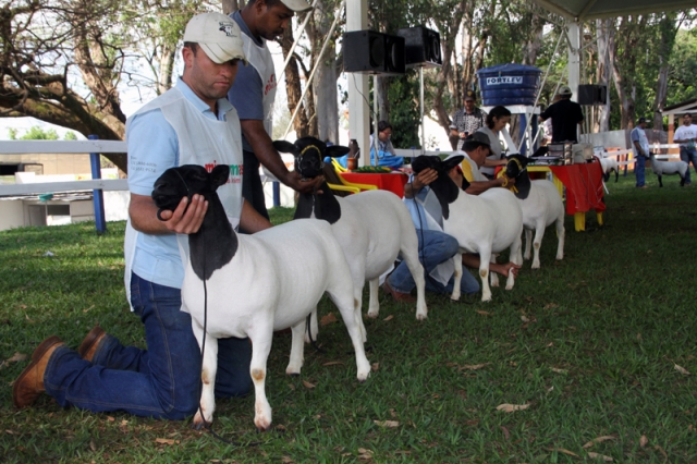 Começa hoje e vai até domingo a 31ª Expovelha e a 16ª Exporquídea; o evento tem entrada gratuita
