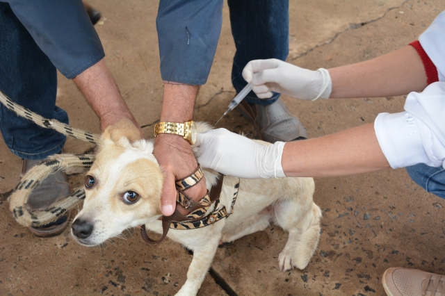 Em 2017 foram vacinados 4.147 cachorros e 695 gatos no município