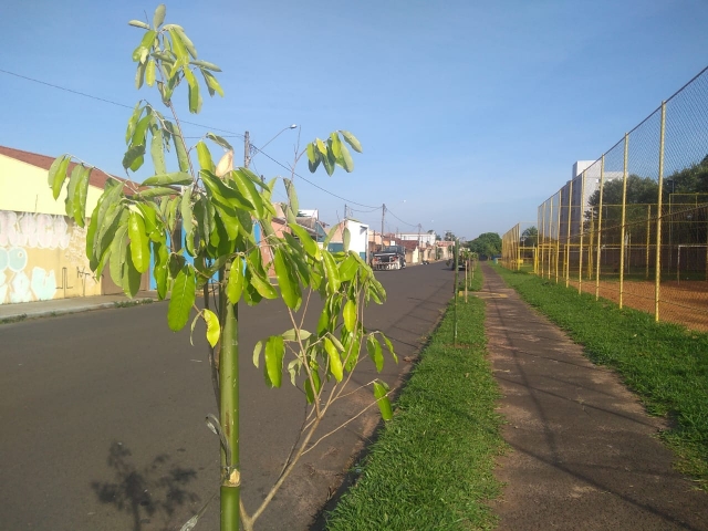 Calçada ecológica da Praça Maria Marta Brosco Vaz de Moraes ganhou novas mudas
