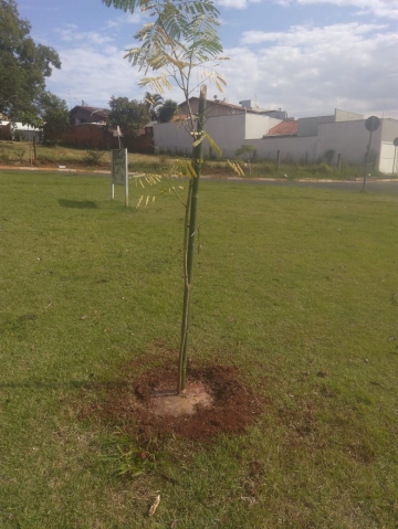 Na rotatória foi plantada uma muda da espécie Flamboyant, de grande porte