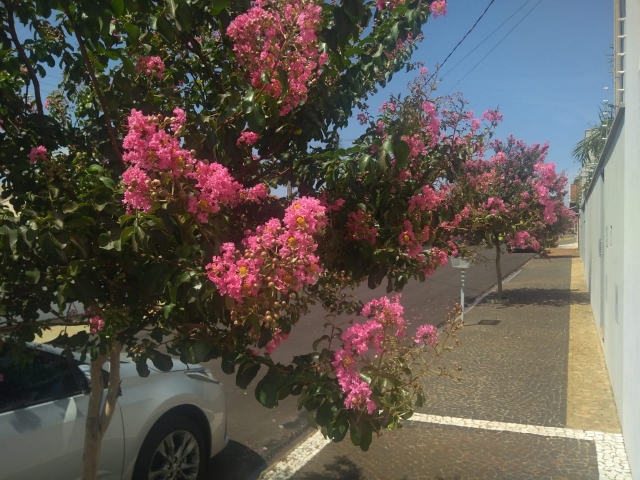 As árvores oferecem diversos benefícios ao meio ambiente urbano e para a saúde humana, como a função paisagística