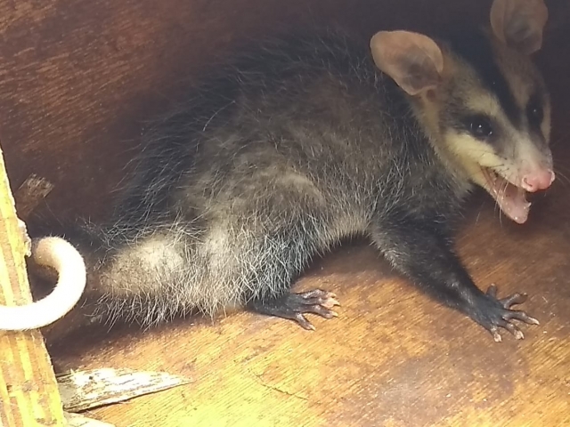 Quem não conhece o Marsupial Saruê o confunde com o gambá