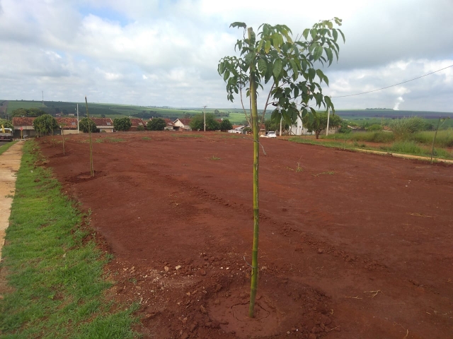 A arborização propicia a formação de microclima urbano como conforto térmico e oxigenação do ar