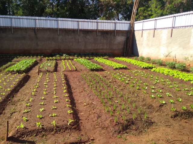 No momento estão em desenvolvimento os 20 canteiros estruturados com mudas de alface, couve e outras verduras e legumes