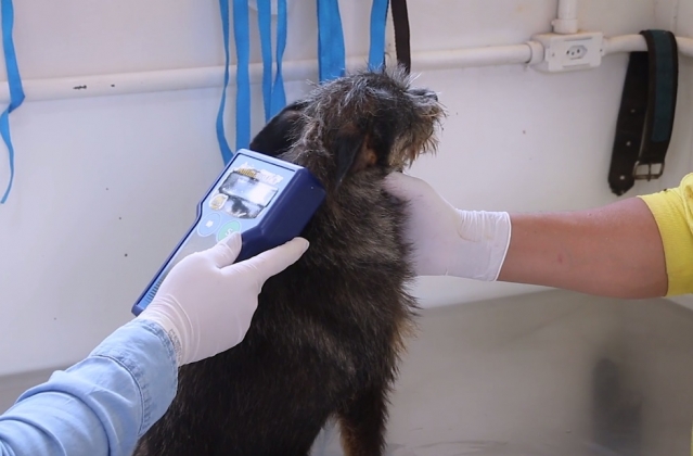 Médica Veterinária faz a leitura do chip implantado na pequena Pérola - Assessorida de Imprensa