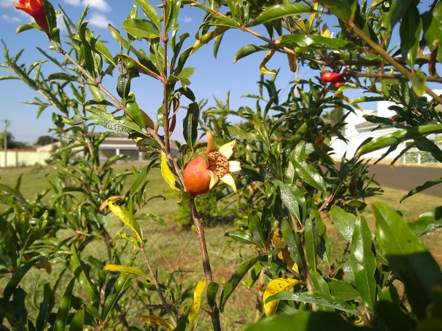 Fruto de romã já pode ser visto em Pomar Comunitário