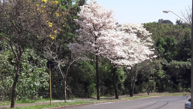 A florada dos Ipês brancos tem chamado a atenção por sua beleza