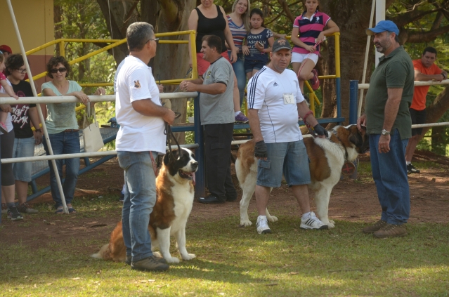 Expovelha tem Cãominhada no sábado e Expopet no domingo; confira todas as atrações desse primeiro fim de semana