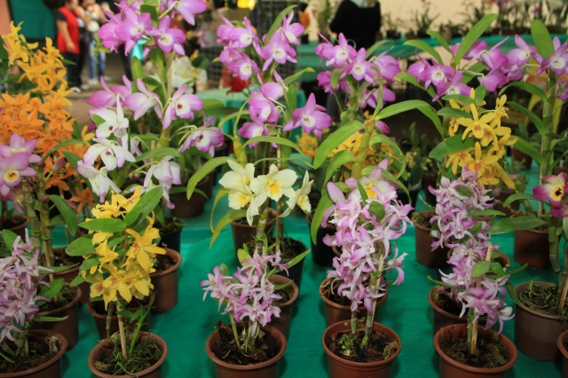 Exporquídea chega a sua 17ª edição e é uma das atraçaões da 32ª Expovelha