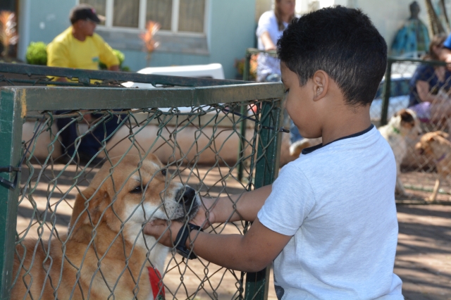 Feirinha de Adoção de cães e gatos acontece todo último domingo de cada mês, na Concha Acústica