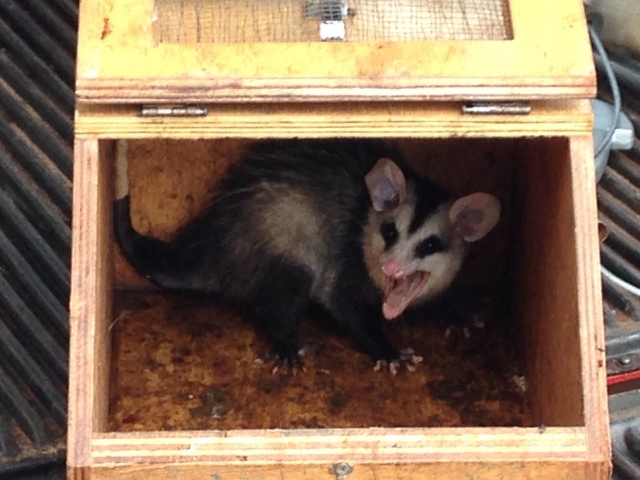 O conhecido Gambá é um dos animais mais encontrados fora de seu habitat natural