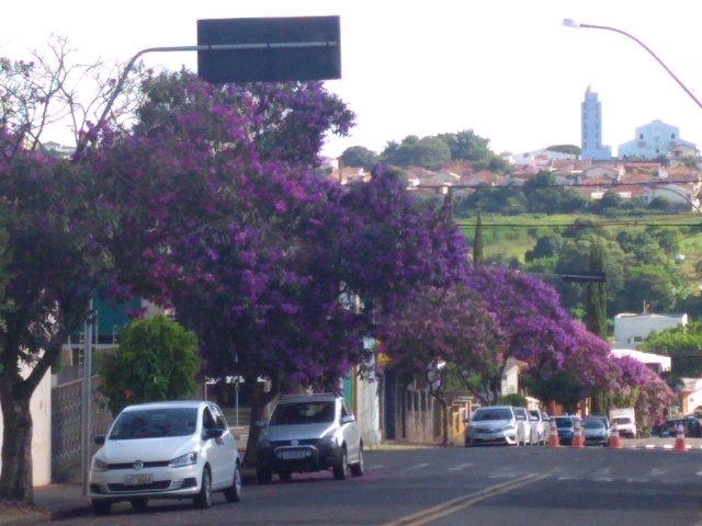 Arborização Urbana é uma das diretivas mais desafiadoras para a gestão ambiental