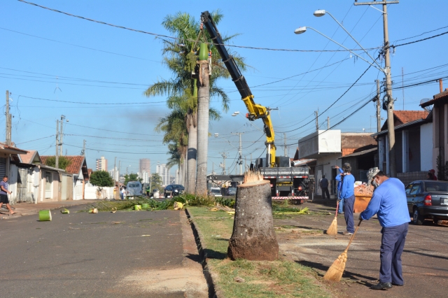 Revitalização contará com a substituição de 13 palmeiras ao longo da avenida