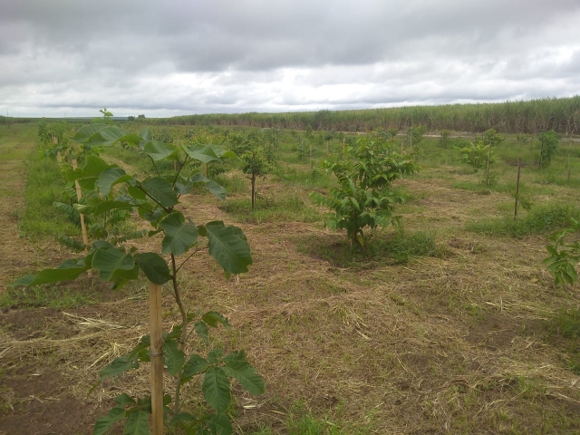 Plantio de mudas nativas em áreas de empresas agrícolas também  favorecem a proteção do solo