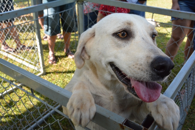 Estarão disponíveis para adoção 39 animais adultos e filhotes