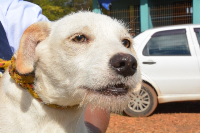 Serão disponibilizados entre 32 e 35 animais, cães e gatos, para adoção nesta edição da feira