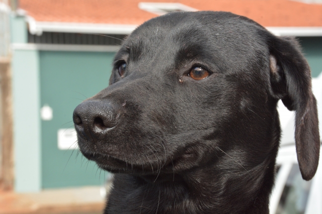 Cerca de trinta animais serão disponibilizados para adoção no domingo