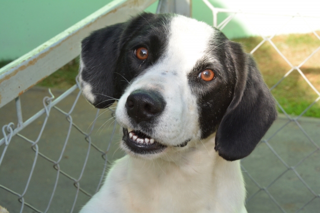 Serão disponibilizados em torno de trinta animais entre cães e gatos (adultos e filhotes) no domingo