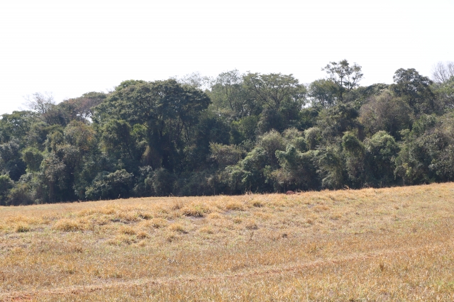 Bolsão de mata nativa resguardado em perímetro urbano