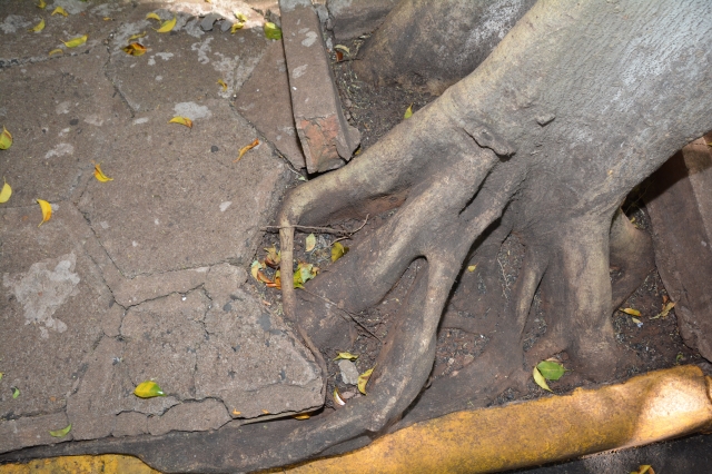 Raízes estão comprometendo a estrutura de prédios e a rede de água e esgotos