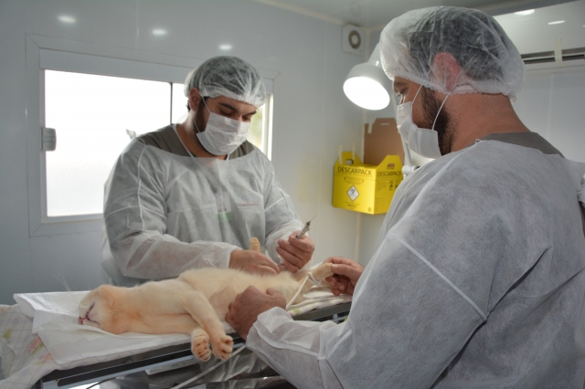 Prrimeira etapa do mutirão de castração vai atender 24 animais neste final de semana