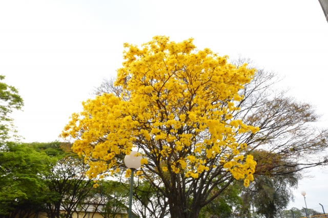 Ipê amarelo, árvore símbolo de Lençóis Paulista