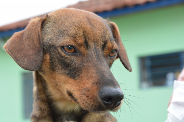 Vinte animais serão disponibilizados para adoção na Feira de Adoção no domingo, 28